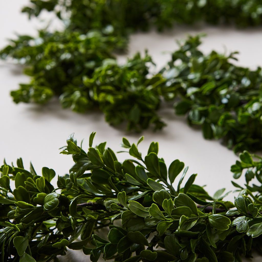 03 GUIRNALDA BUXUS