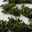 03 GUIRNALDA BUXUS
