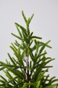 ARBOL PINO 1M