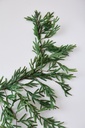 DECOR PARED PINO 2M